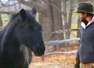 Horse considered too wild to handle was about to be shot, but then one man came and gave him a second chance