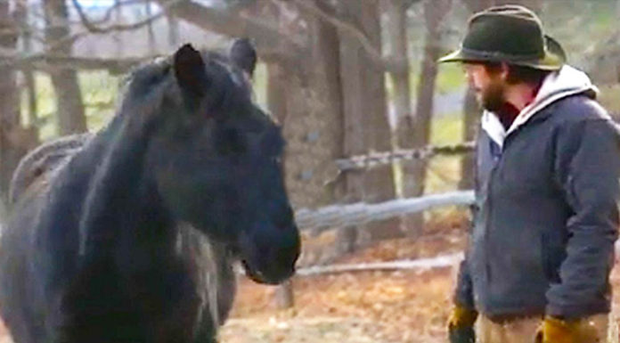 Horse considered too wild to handle was about to be shot, but then one man came and gave him a second chance