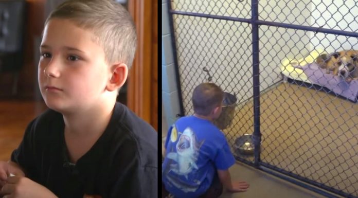 Adopted boy who is dedicated to saving old shelter canines so “they don’t feel the way he did” asks to hold a dying dog for one last time