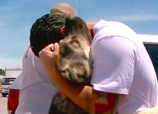 Soldier who was forced to leave stray dog he rescued in Iraq reunites with him on the other side of Earth