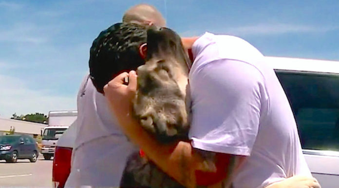 Soldier who was forced to leave stray dog he rescued in Iraq reunites with him on the other side of Earth
