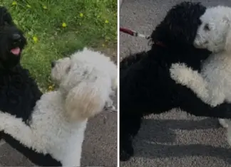 Dog siblings who have been separated for 10 months recognize each other after they meet on the street