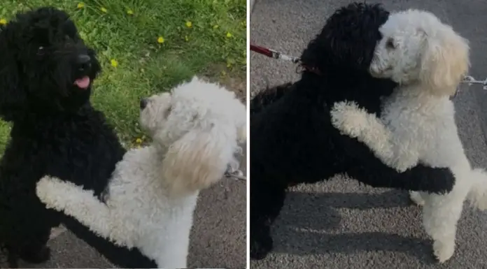Dog siblings who have been separated for 10 months recognize each other after they meet on the street