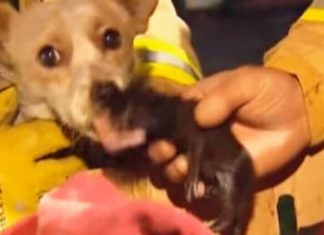Heroic dog refuses to leave kittens’ side in a burning house and helps save their lives