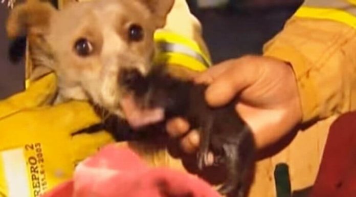 Heroic dog refuses to leave kittens’ side in a burning house and helps save their lives