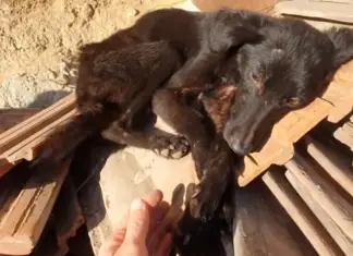 Emaciated dog sleeping on a pile of tiles undergoes the sweetest transformation