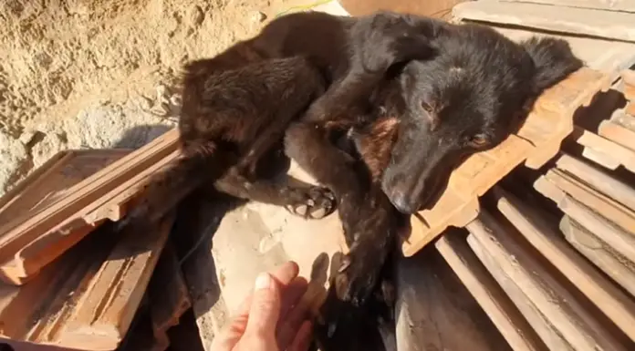 Emaciated dog sleeping on a pile of tiles undergoes the sweetest transformation