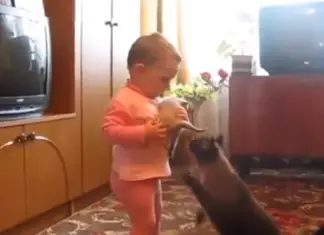 Mommy cat snitches crying kitten from girl’s arms