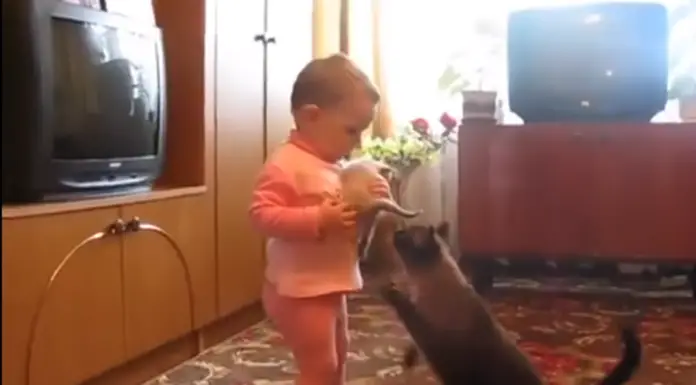 Mommy cat snitches crying kitten from girl’s arms