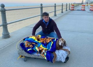 Owners build mobile bed for 16-year-old senior dog so she can enjoy the beach