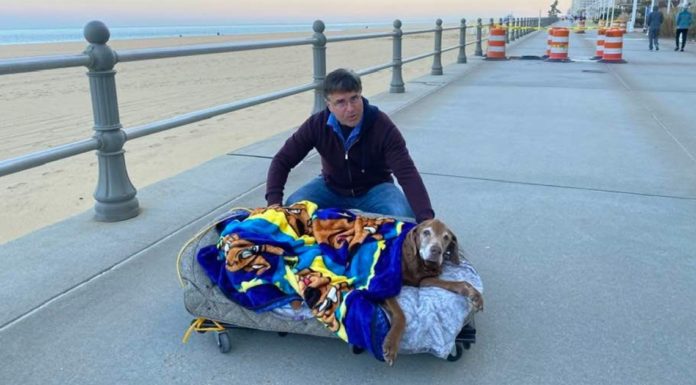 Owners build mobile bed for 16-year-old senior dog so she can enjoy the beach