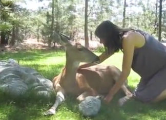 Wounded wild deer gets close to a woman and shows she needs help