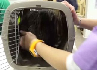 Tiny Yorkshire spends entire life in a box – now watch as vets release him