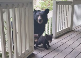 Man makes friends with a bear and now she brings her cubs for him to meet