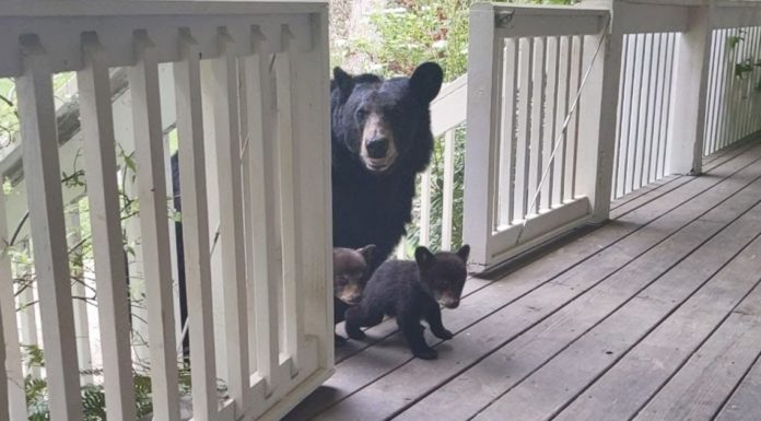 Man makes friends with a bear and now she brings her cubs for him to meet