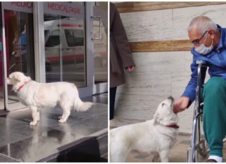 Loyal dog spends days outside hospital, then finally reunites with her owner