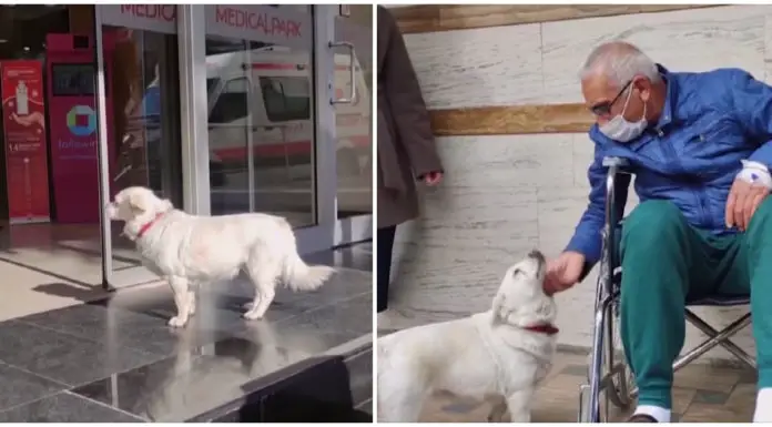 Loyal dog spends days outside hospital, then finally reunites with her owner