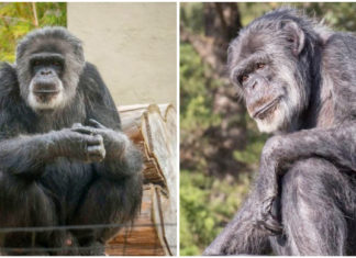Cobby, America’s oldest male chimpanzee dies at 63 – Rest in peace