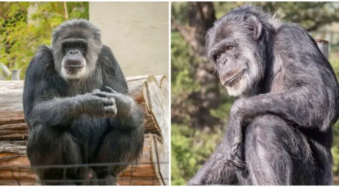 Cobby, America’s oldest male chimpanzee dies at 63 – Rest in peace