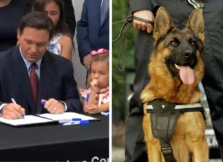 Florida governor signs bill allowing police K9 to receive treatment if injured on the job