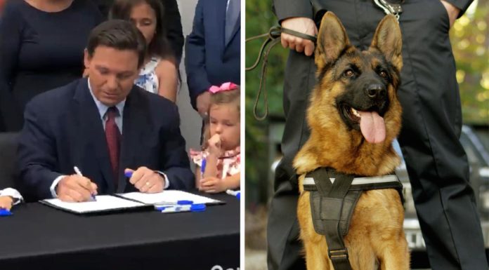 Florida governor signs bill allowing police K9 to receive treatment if injured on the job
