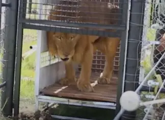 Lions walks on grass for the first time after spending their lifetime locked inside a cage