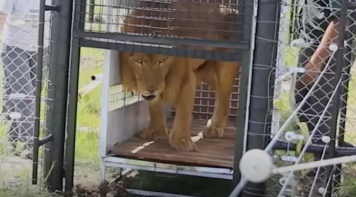 Lions walks on grass for the first time after spending their lifetime locked inside a cage