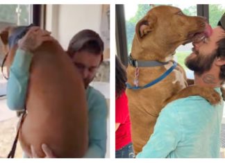 Devastated owner reunites with service dog after thief steals his car with the dog inside