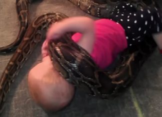 Dad believes there’s nothing wrong with letting 13-foot-python “play” with his baby daughter