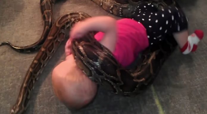 Dad believes there’s nothing wrong with letting 13-foot-python “play” with his baby daughter