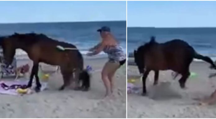 Woman hits wild horse with a shovel, the horse kicks her back