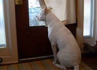 Deaf dog’s reaction of welcoming soldier dad has been seen over 20 million times