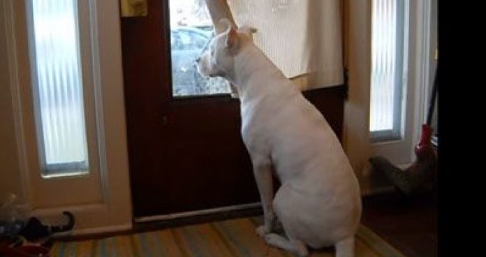 Deaf dog’s reaction of welcoming soldier dad has been seen over 20 million times