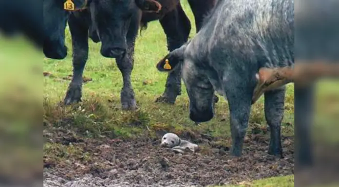 Man rescues puppy stuck in the mud but finds it’s no puppy at all