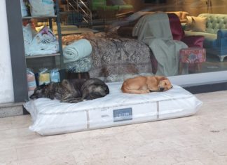 Owners place a mattress in front of their furniture store so the strays have a place to sleep