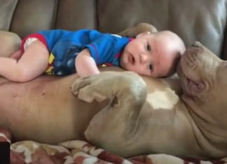 Dad defends decision to let Pit Bulls cuddle with his children after receiving online criticism
