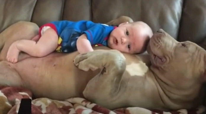 Dad defends decision to let Pit Bulls cuddle with his children after receiving online criticism