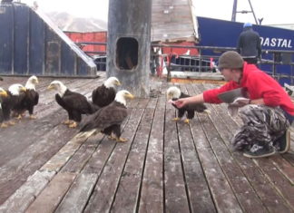 Alaska man feeds bald eagles in an incredible video seen over 9 million times