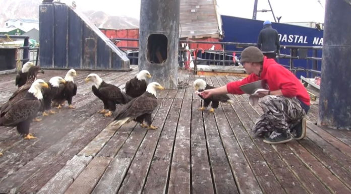 Alaska man feeds bald eagles in an incredible video seen over 9 million times