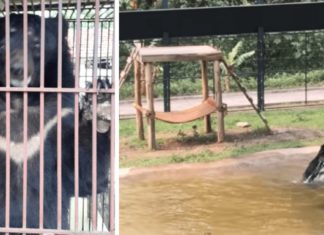 Bear trapped inside a tiny cage for 9 years jumps of joy when he sees water for the first time