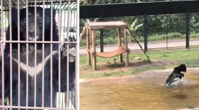 Bear trapped inside a tiny cage for 9 years jumps of joy when he sees water for the first time