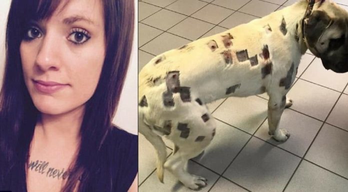 Owner believes dog is riddles with bug bites, soon realizes they are bullet holes