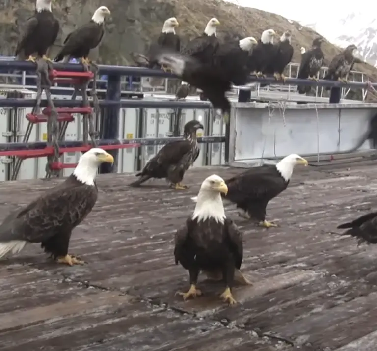 Alaska man feeds bald eagles in an incredible video seen over 9 million ...