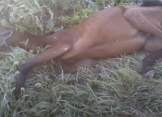 Girl walks nine miles to reach for help after finding collapsed horse on the ground