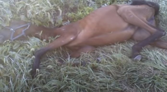 Girl walks nine miles to reach for help after finding collapsed horse on the ground