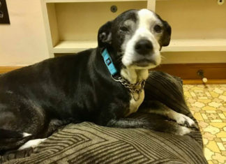 Grandfather wants his dog to be euthanized because he “doesn’t want to take care of her any longer”