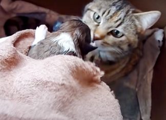 Mommy cat melts the hearts of 17 million people when she meets a tiny newborn puppy