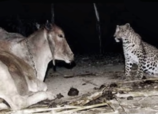 Camera footage shows a leopard visiting one particular cow every single night