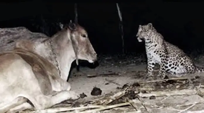 Camera footage shows a leopard visiting one particular cow every single night