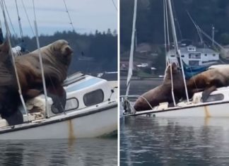 Two enormous sea lions steal a boat and take it for a joyride